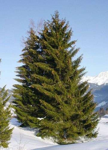 Sapins