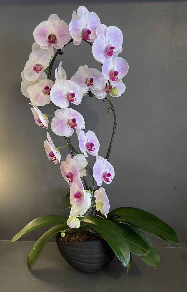 Orchidées