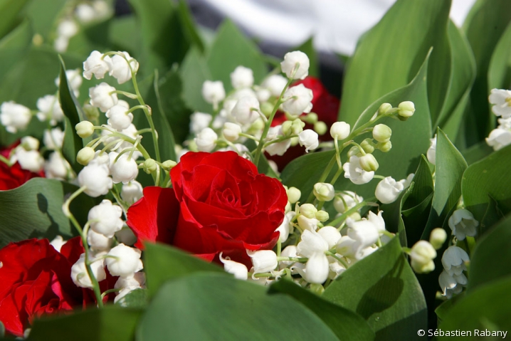 1er mai - Muguet
